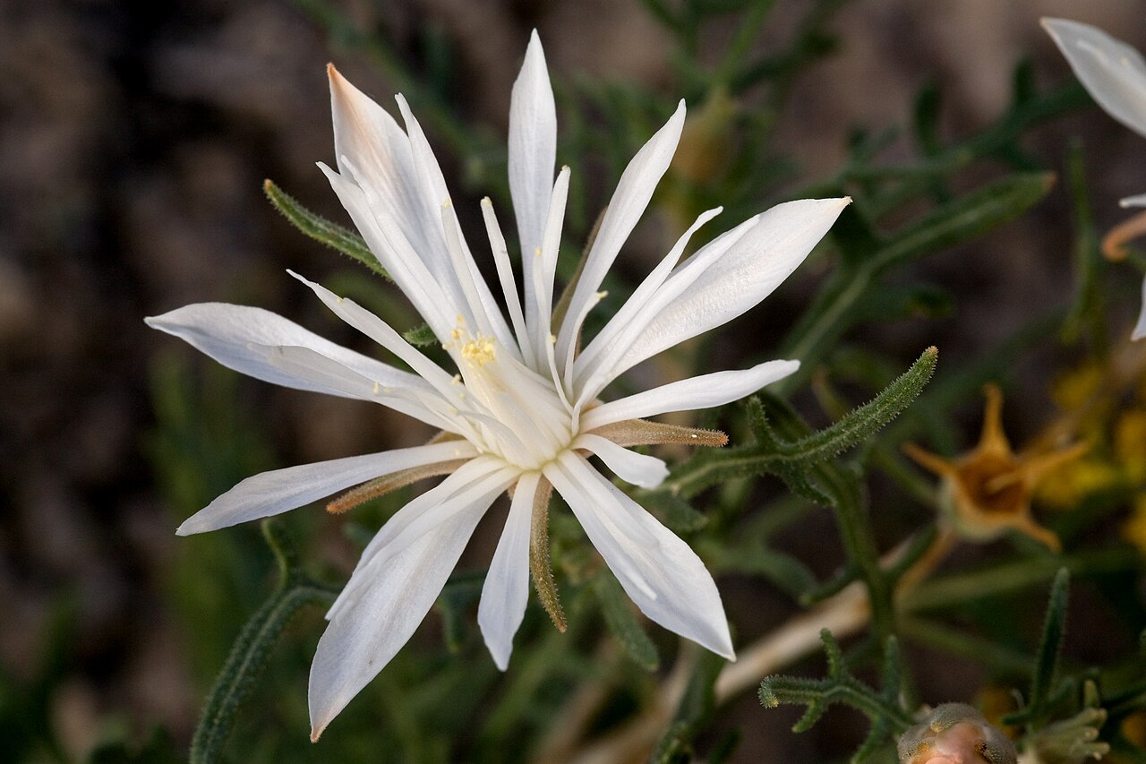 Gypsum blazingstar: Mentzelia humilis var. humilis , Alkali Lakes ACEC, northeast of Dell City, 32.023 -105.044, Otero County, New Mexico, 21 Oct 2014.