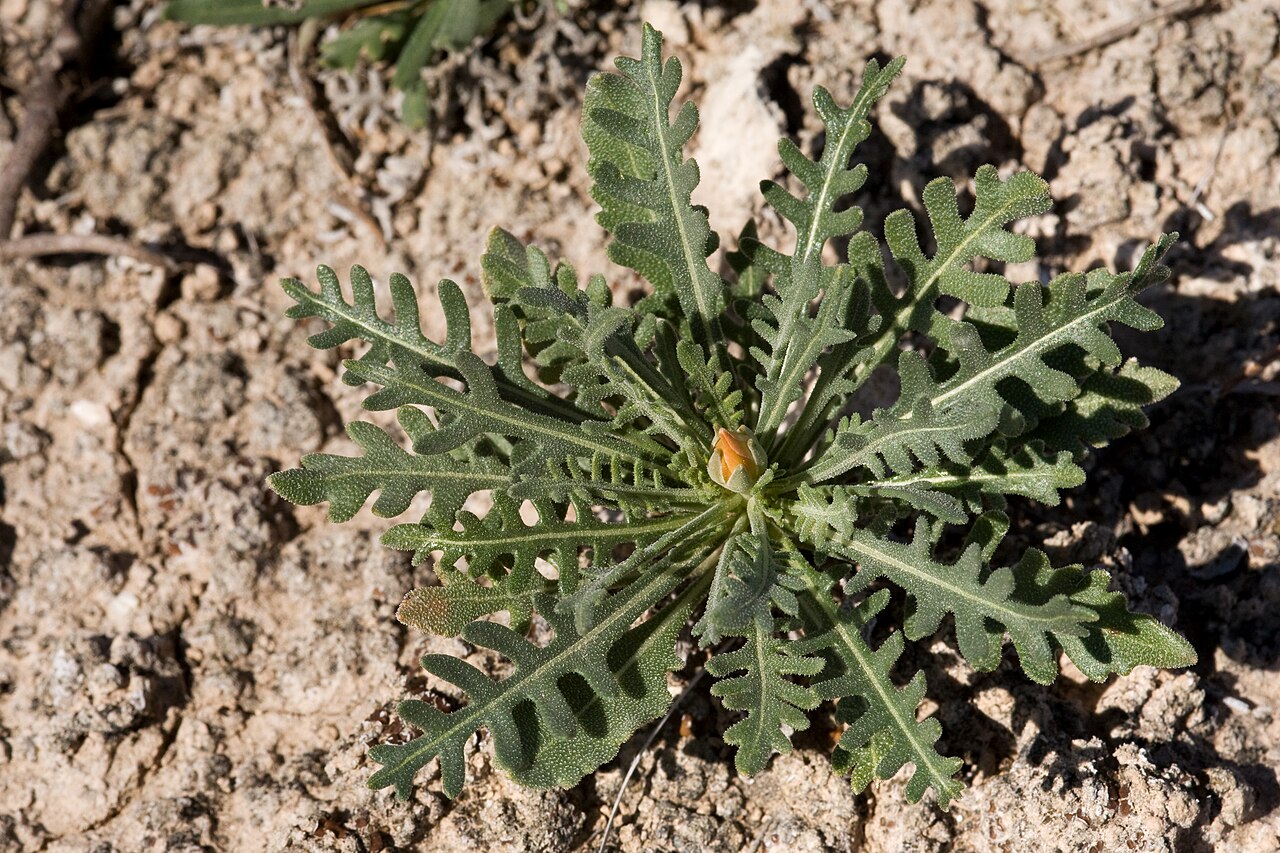 Gypsum blazingstar: Mentzelia humilis var. humilis , Alkali Lakes ACEC, northeast of Dell City, 32.020 -105.039, Otero County, New Mexico, 21 Oct 2014.