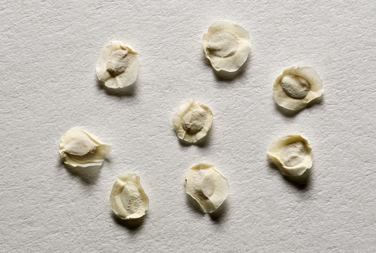 Gypsum blazingstar: Mentzelia humilis var. humilis , photographed 17 Nov 2015 in Las Cruces from a collection in the Yeso Hills southeast of U.S. Hwy. 62/180, Eddy County, New Mexi