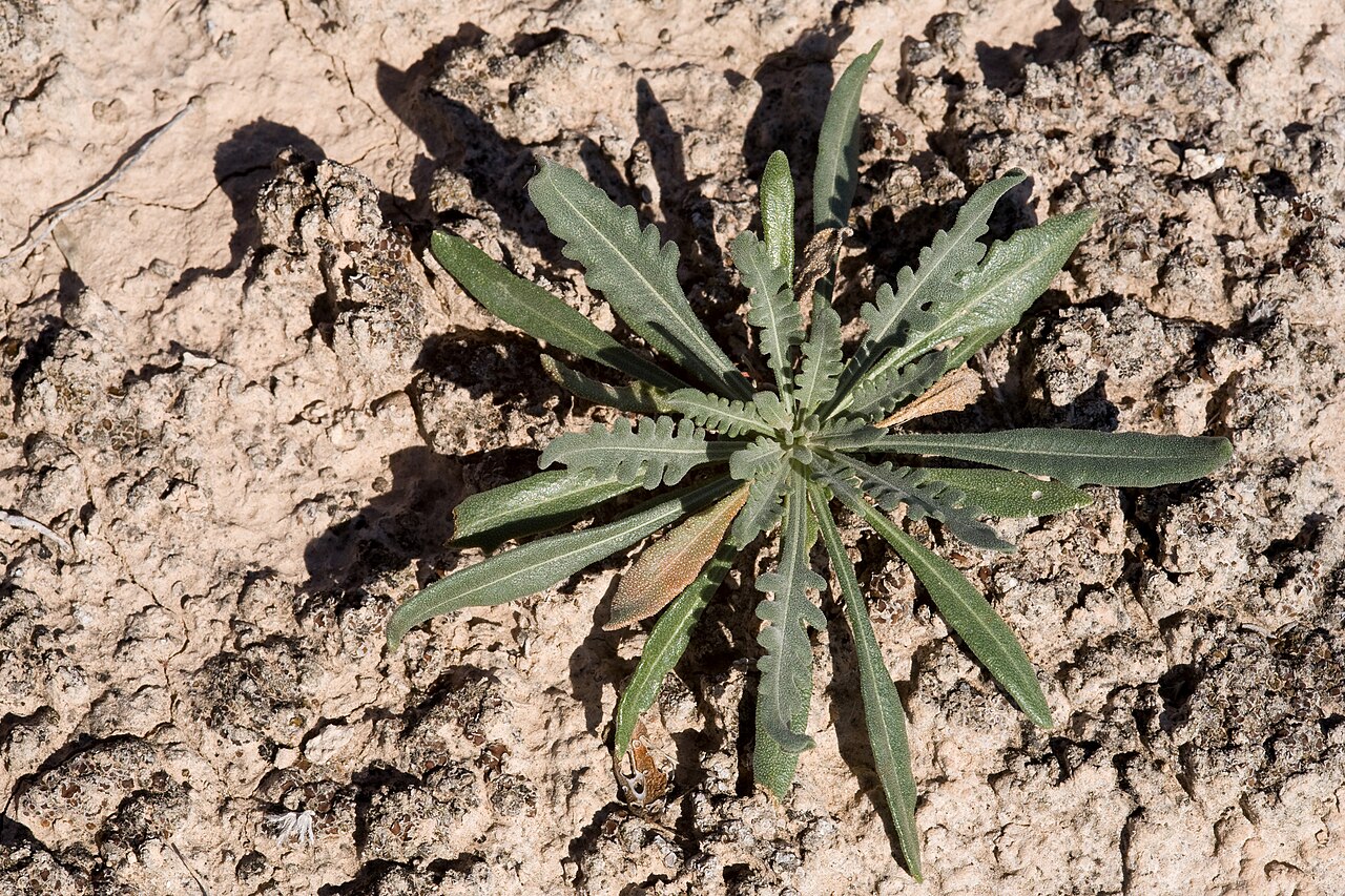 Gypsum blazingstar: Mentzelia humilis var. humilis , Alkali Lakes ACEC, northeast of Dell City, 32.020 -105.039, Otero County, New Mexico, 21 Oct 2014.