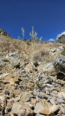 Inyo blazingstar (Mentzelia inyoensis)