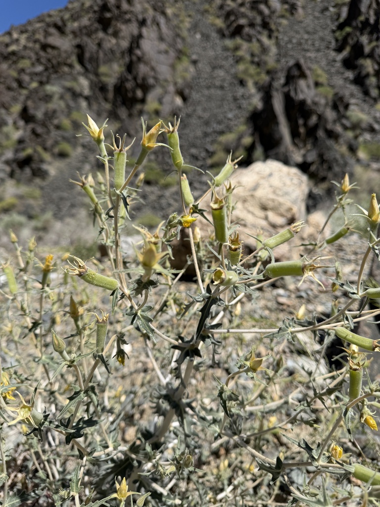Inyo blazingstar (Mentzelia inyoensis)