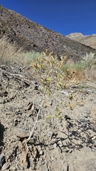 Inyo blazingstar (Mentzelia inyoensis)