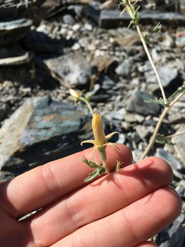 Inyo blazingstar (Mentzelia inyoensis)