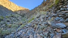 Inyo blazingstar (Mentzelia inyoensis)