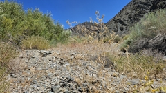 Inyo blazingstar (Mentzelia inyoensis)