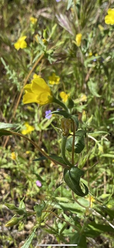Jones' blazingstar (Mentzelia jonesii)