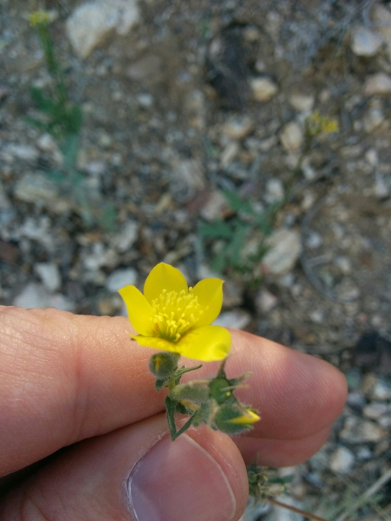 Jones' blazingstar (Mentzelia jonesii)