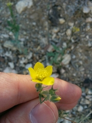 Jones' blazingstar (Mentzelia jonesii)
