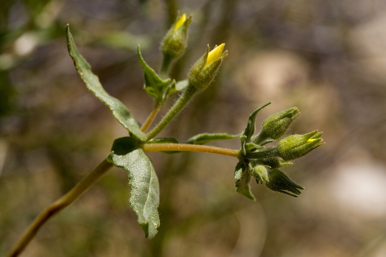 Jones' blazingstar: Mentzelia jonesii , lower part of the Soldier Trail, Santa Catalina Mountains, Pima County, Arizona, 21 Mar 2010.