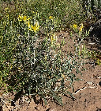 Smoothstem blazingstar: Mentzelia laevicaulis in Lovell Canyon , Spring Mountains , southern Nevada