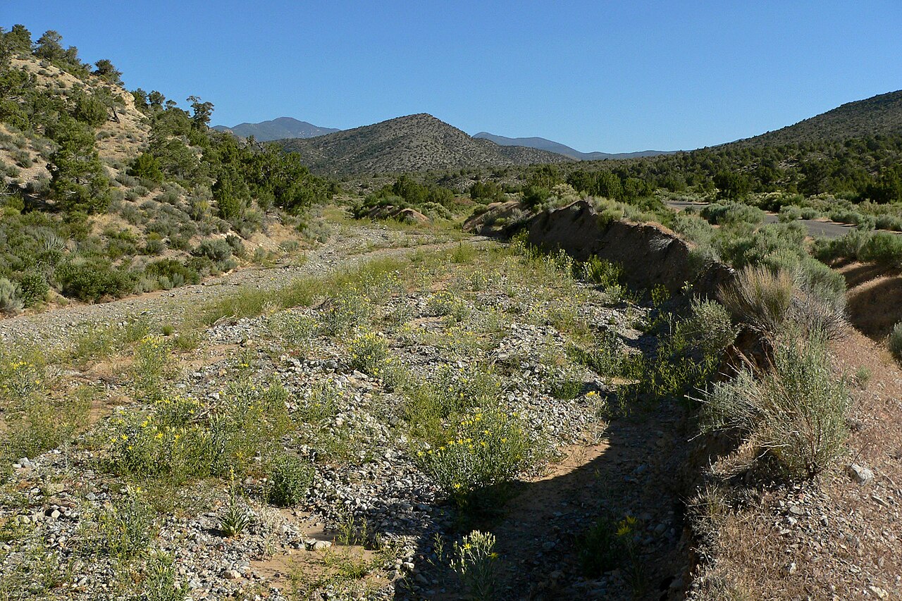 Smoothstem blazingstar: Mentzelia laevicaulis in Lovell Canyon , Spring Mountains , southern Nevada