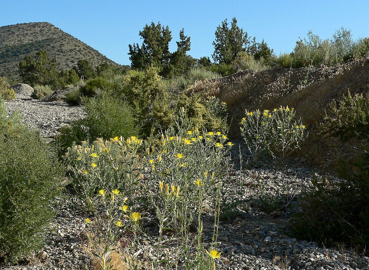 Smoothstem blazingstar: Mentzelia laevicaulis in Lovell Canyon , Spring Mountains , southern Nevada