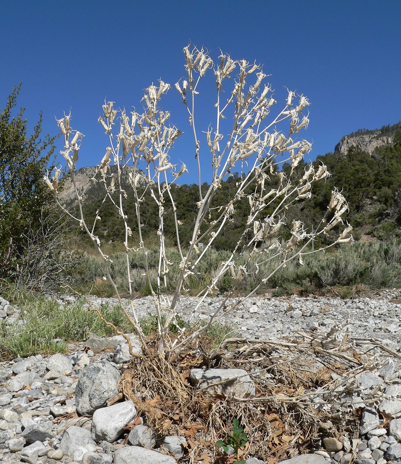 Smoothstem blazingstar: Skeleton of last year's Mentzelia laevicaulis . In the wash at the junction of 157 and 158 in Kyle Canyon (elev. about 2,100 metres (6,900 ft)), Spring Mountain