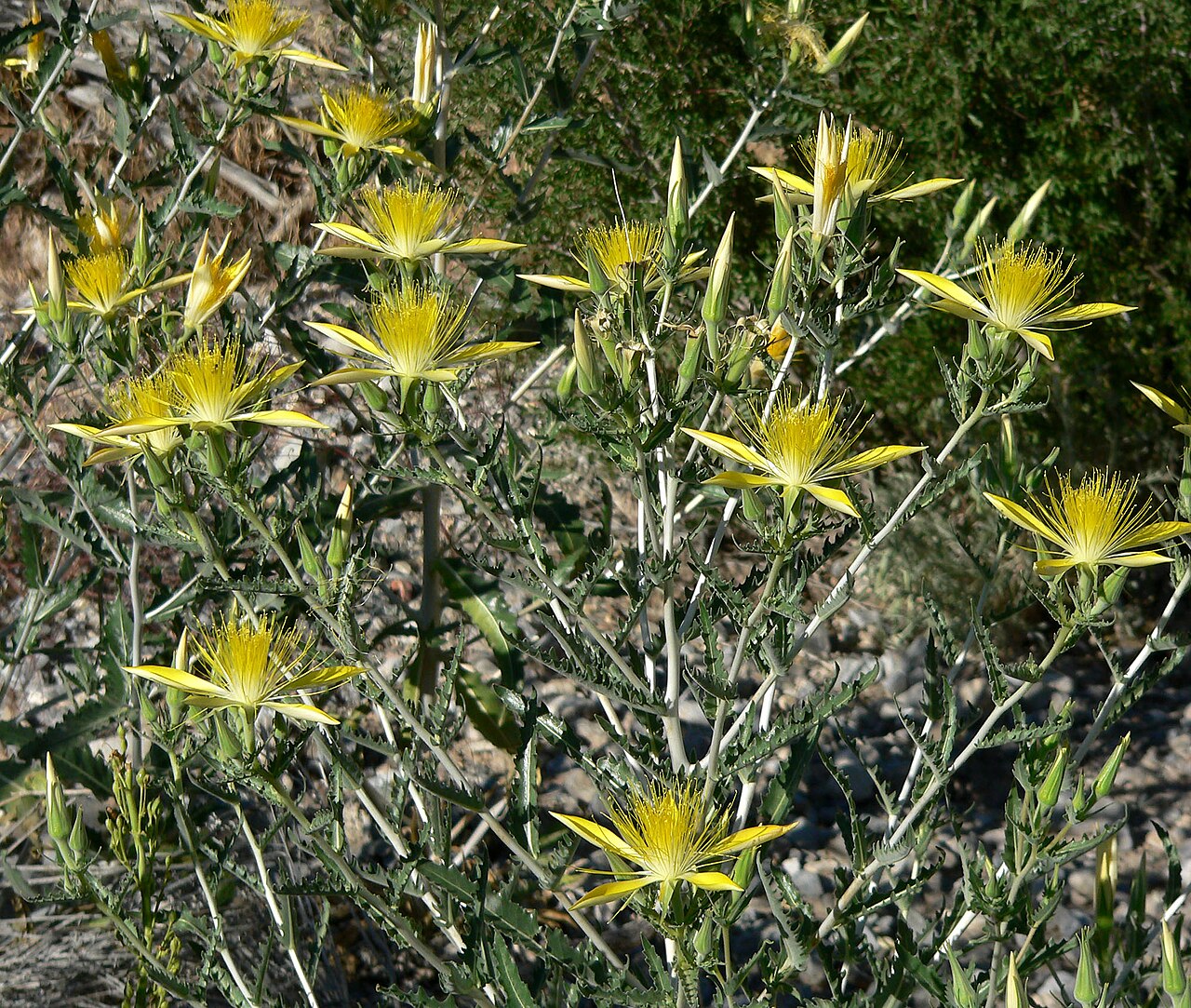 Smoothstem blazingstar: Mentzelia laevicaulis in Lovell Canyon , Spring Mountains , southern Nevada