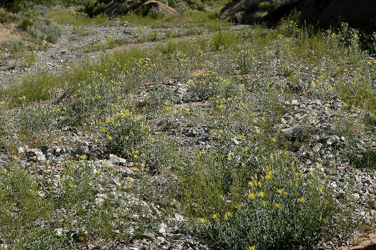 Smoothstem blazingstar: Mentzelia laevicaulis in Lovell Canyon , Spring Mountains , southern Nevada