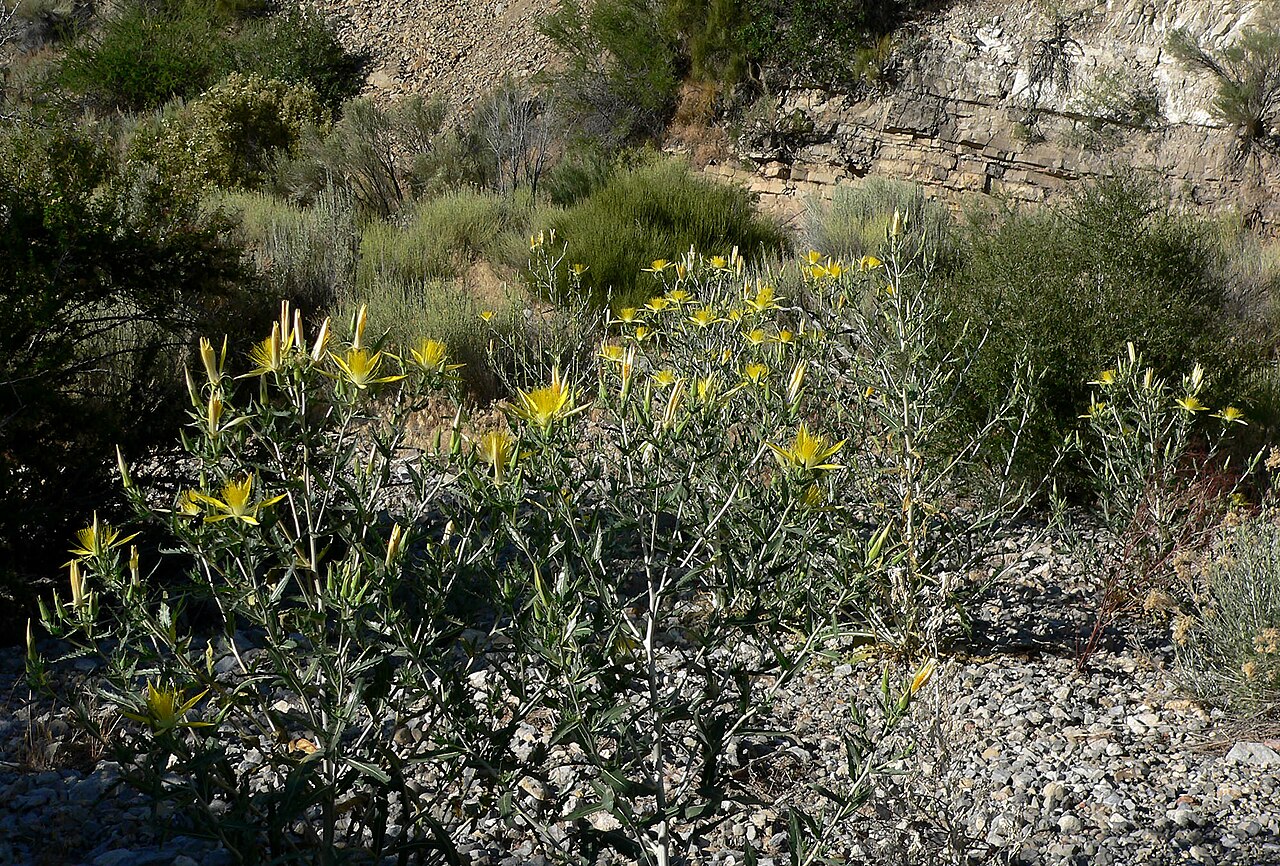Smoothstem blazingstar: Mentzelia laevicaulis in w:Lovell Canyon , Spring Mountains , southern Nevada