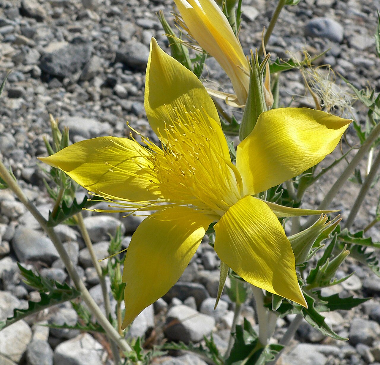 Smoothstem blazingstar: Mentzelia laevicaulis in Kyle Canyon , Spring Mountains , southern Nevada