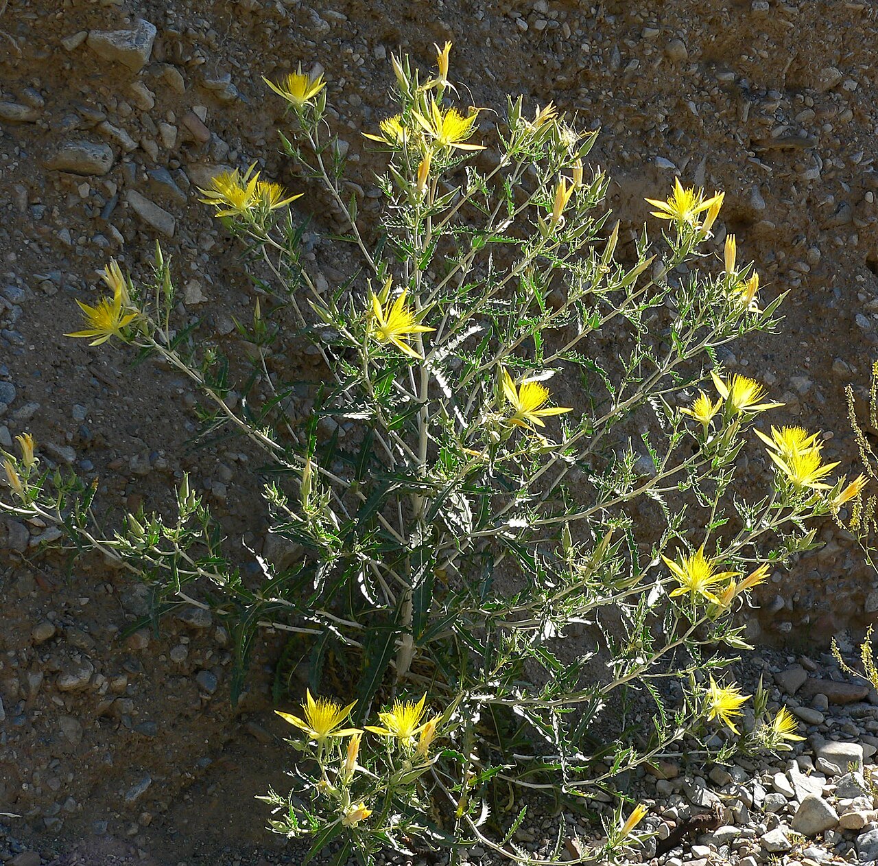 Smoothstem blazingstar: Mentzelia laevicaulis in Lovell Canyon , Spring Mountains , southern Nevada