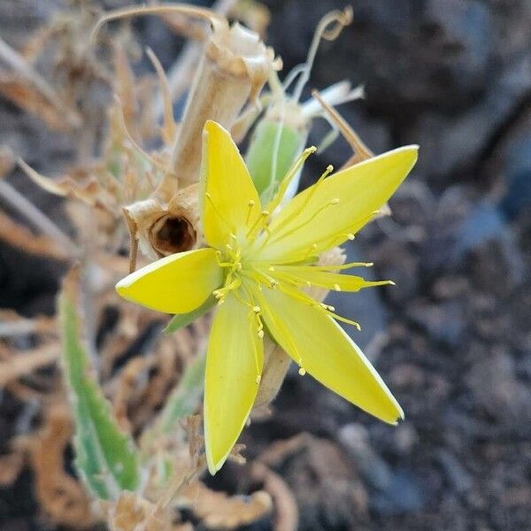 Smoothstem blazingstar (Mentzelia laevicaulis)