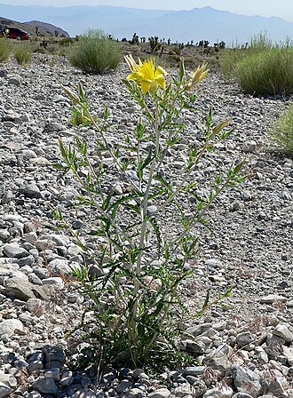 Smoothstem blazingstar: Mentzelia laevicaulis in w:Kyle Canyon , Spring Mountains , southern Nevada .