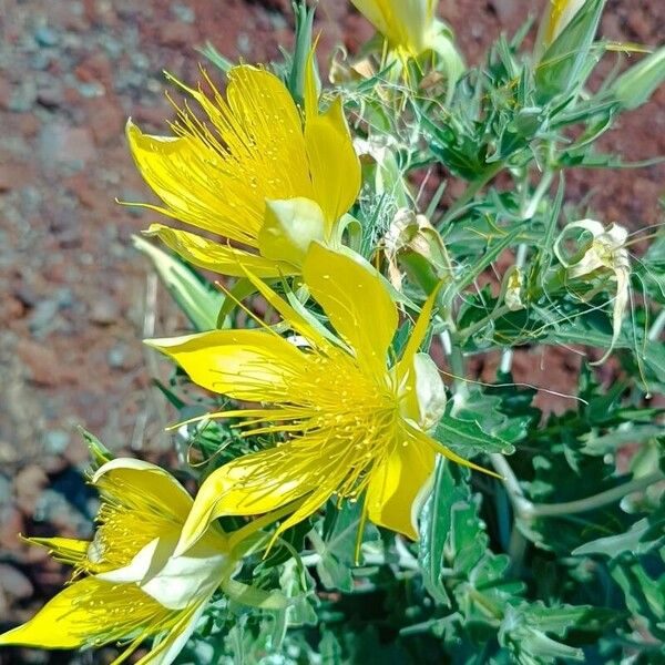 Smoothstem blazingstar (Mentzelia laevicaulis)