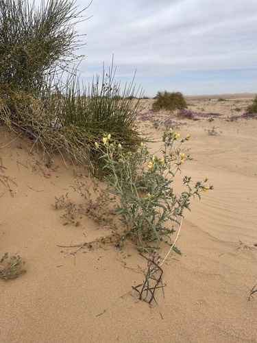 Mentzelia longiloba (Mentzelia longiloba)