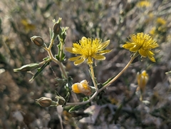 Mentzelia longiloba (Mentzelia longiloba)