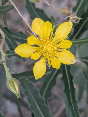 Mentzelia longiloba (Mentzelia longiloba)