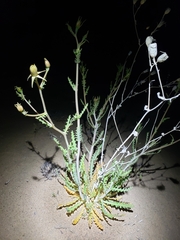 Mentzelia longiloba (Mentzelia longiloba)