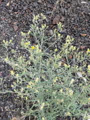 Mentzelia longiloba (Mentzelia longiloba)