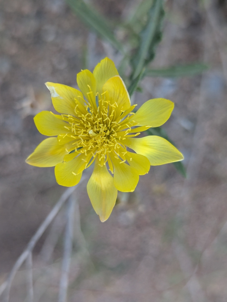 Mentzelia longiloba (Mentzelia longiloba)
