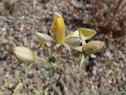 Mentzelia longiloba (Mentzelia longiloba)
