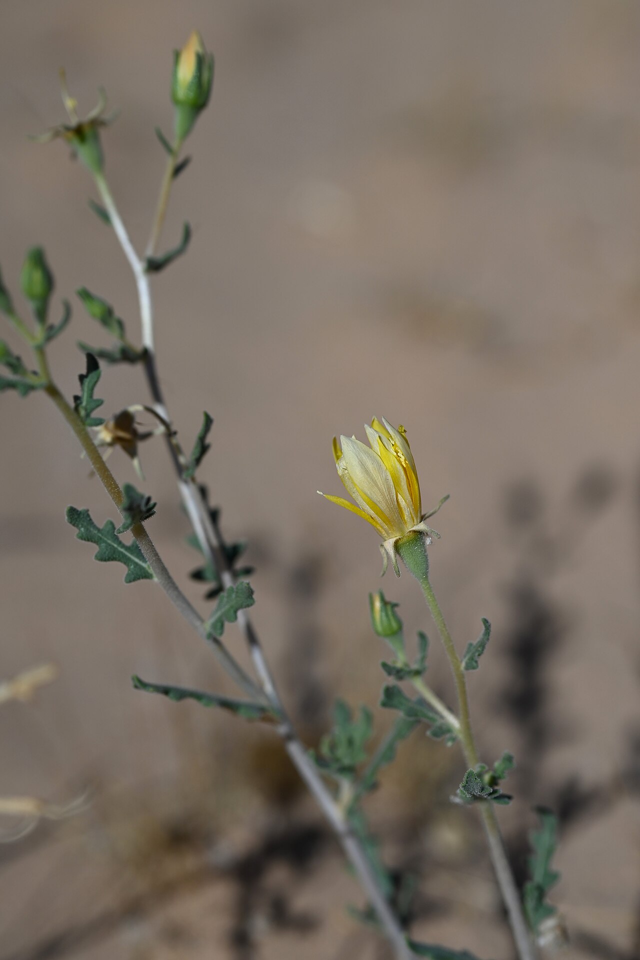 Mentzelia longiloba: Mentzelia longiloba on desert at Ogilby Rd W from Yuma, California