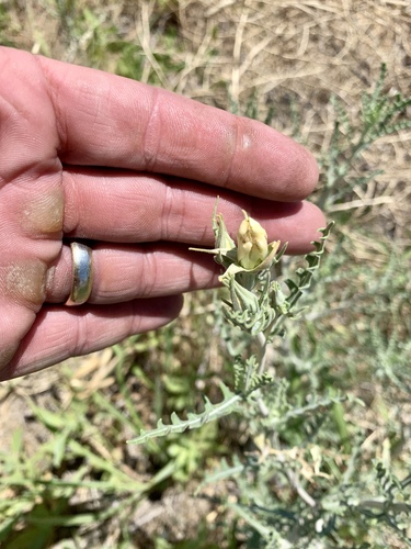 Mentzelia longiloba (Mentzelia longiloba)