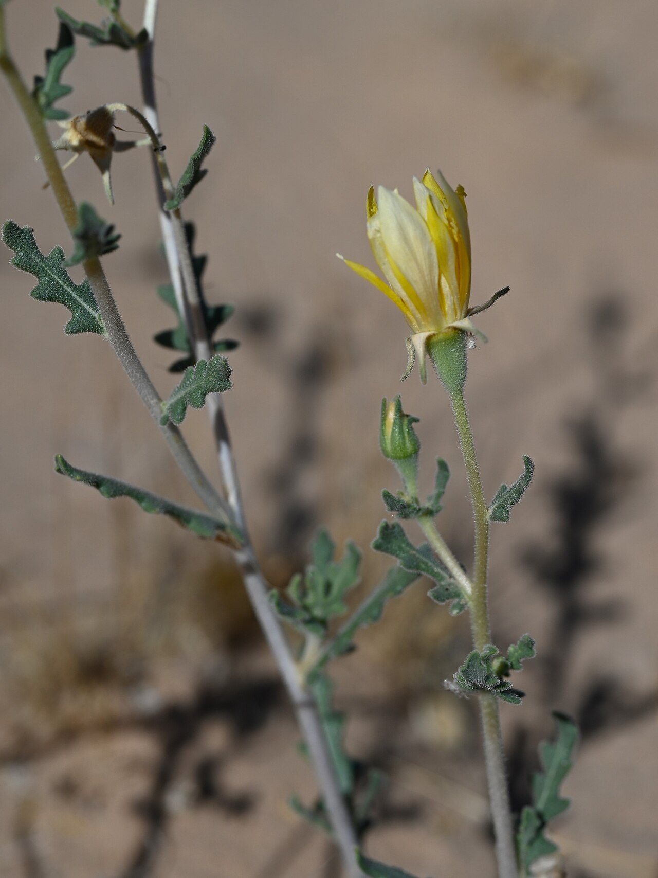 Mentzelia longiloba: Mentzelia longiloba on desert at Ogilby Rd W from Yuma, California