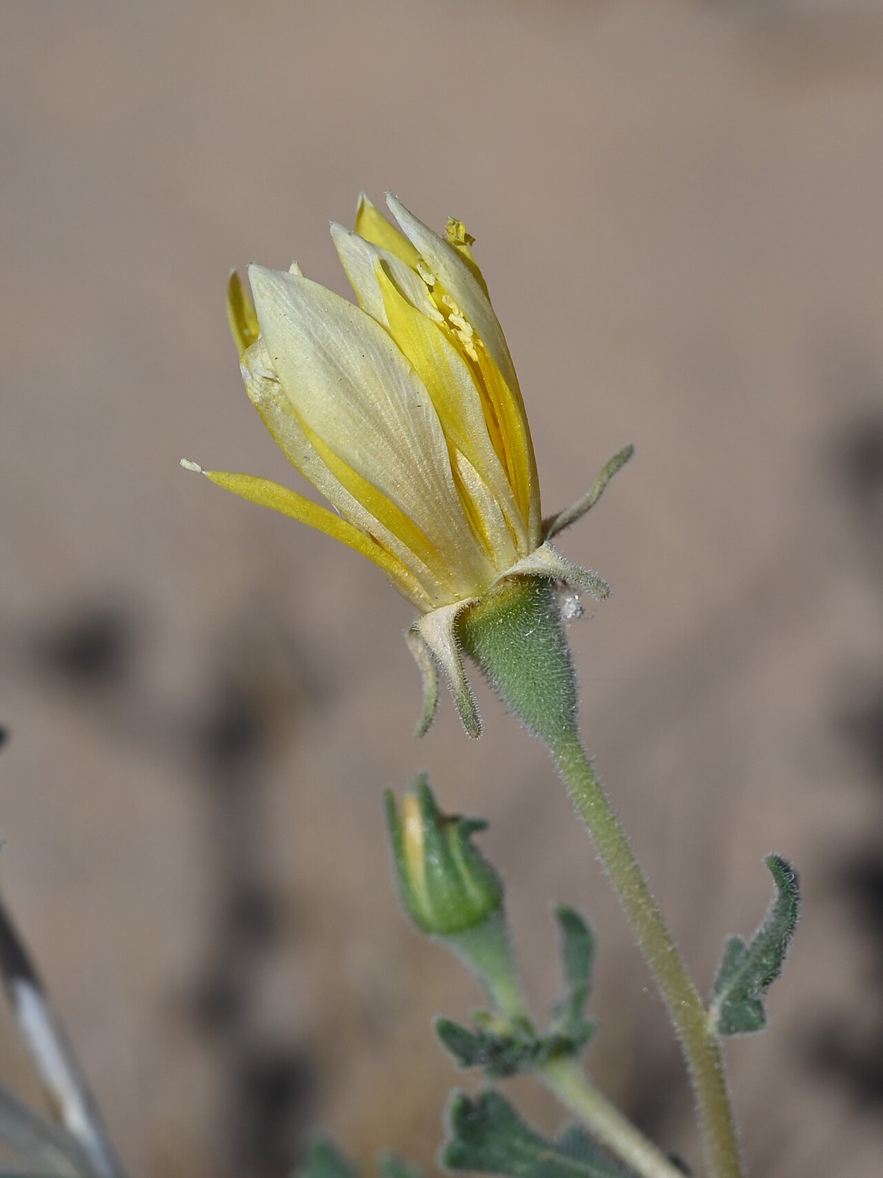 Mentzelia longiloba: Mentzelia longiloba on desert at Ogilby Rd W from Yuma, California