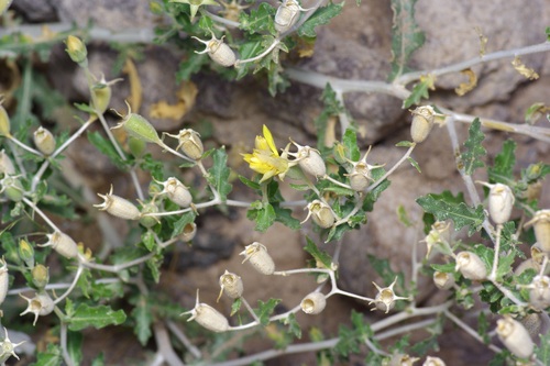 Mexican blazingstar (Mentzelia mexicana)