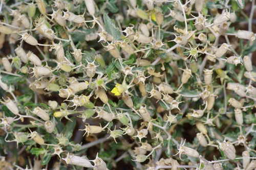 Mexican blazingstar (Mentzelia mexicana)