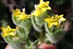 San Luis blazingstar (Mentzelia micrantha)