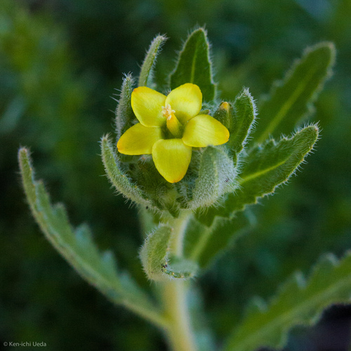 San Luis blazingstar (Mentzelia micrantha)