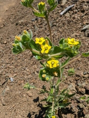 San Luis blazingstar (Mentzelia micrantha)
