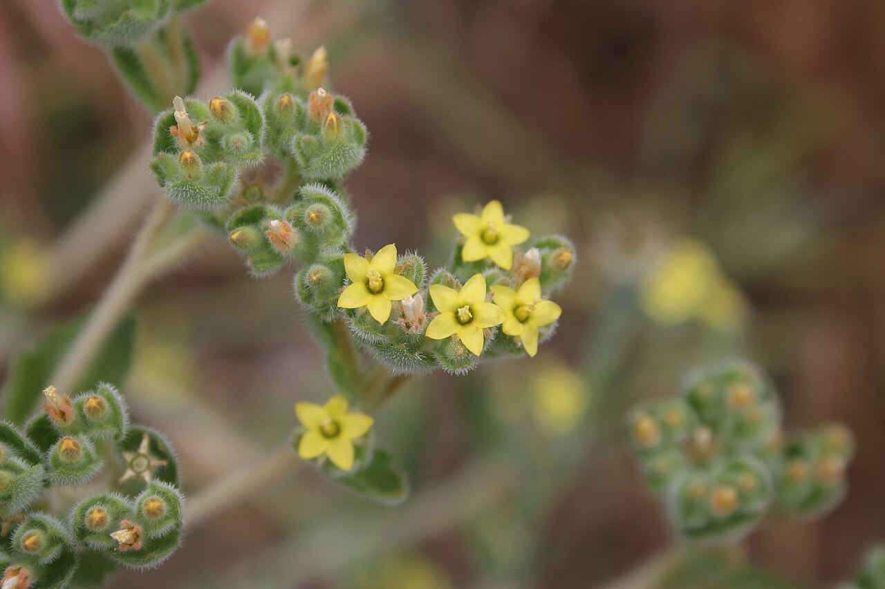 San Luis blazingstar: Mentzelia micrantha