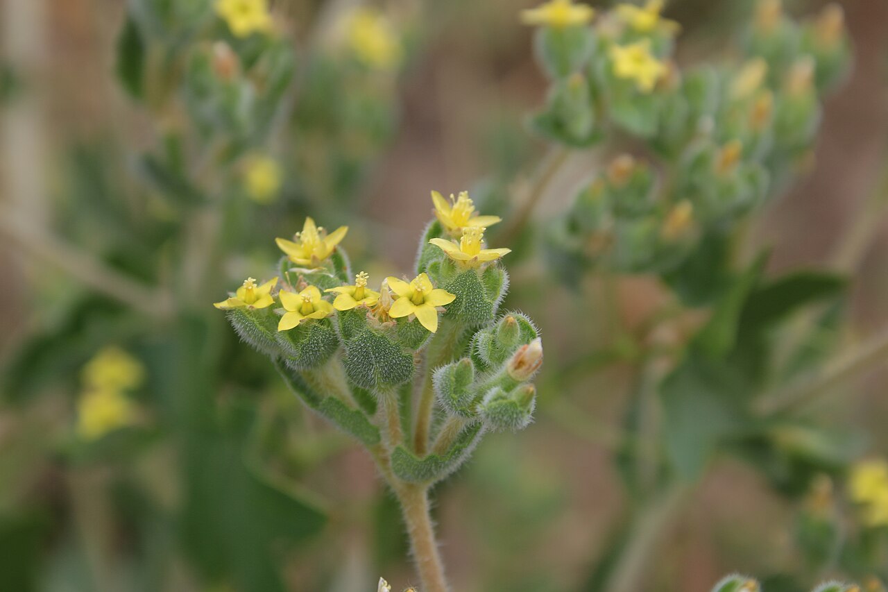 San Luis blazingstar: Mentzelia micrantha