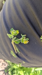 San Luis blazingstar (Mentzelia micrantha)