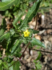 San Luis blazingstar (Mentzelia micrantha)