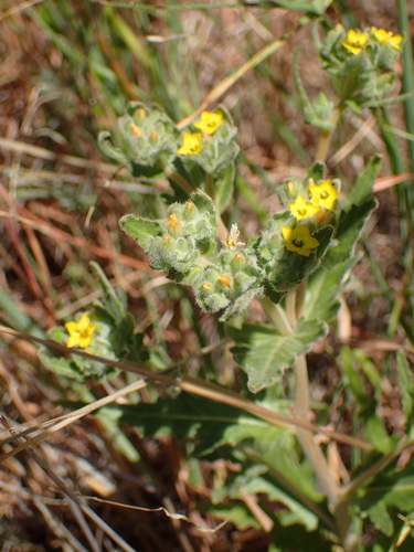 San Luis blazingstar (Mentzelia micrantha)