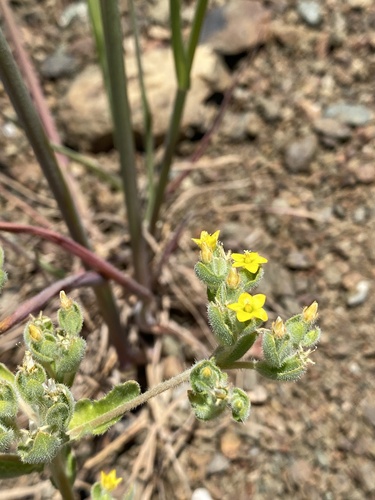 San Luis blazingstar (Mentzelia micrantha)