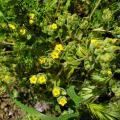 San Luis blazingstar (Mentzelia micrantha)