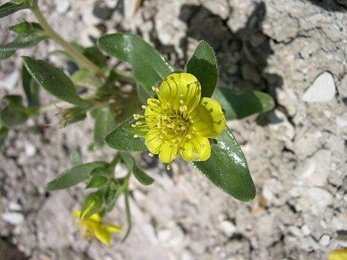 Soft blazingstar: Mentzelia mollis in SE Oregon